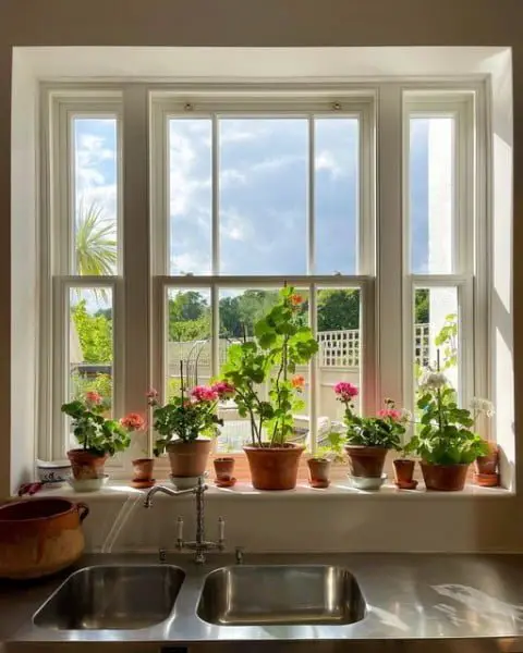 Pelargonium Watch kitchen window