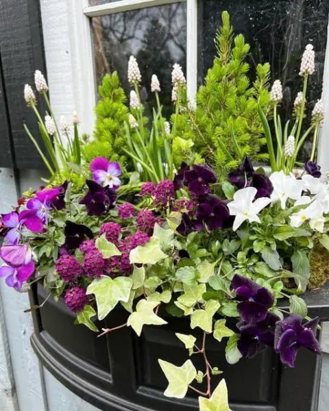 Pansies, Violas, Alyssum, Pink Muscari, Ivy and Tiny Ever window box