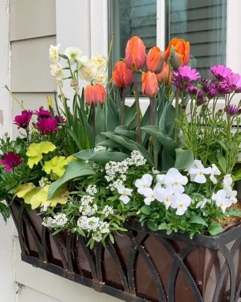 Spring Blooms Window Box window box