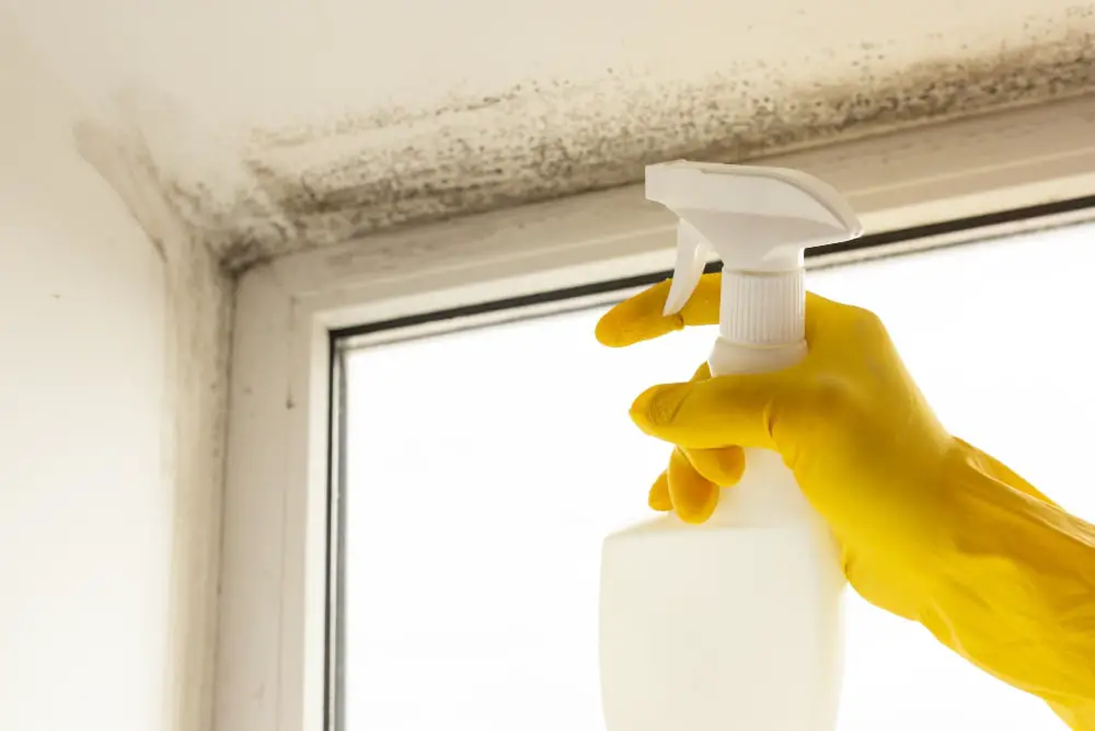 Apply Mold Removal Solution