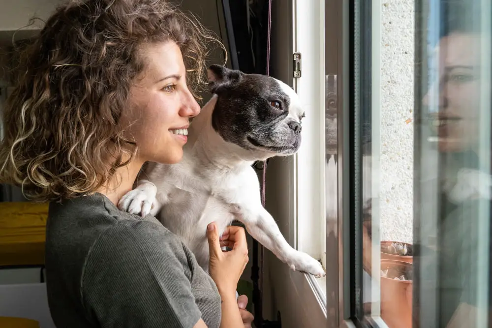 Bulldogs in window with human