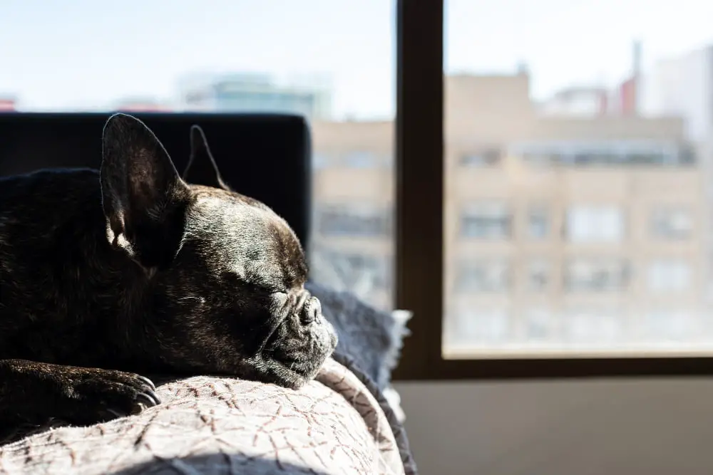 Bulldogs in window