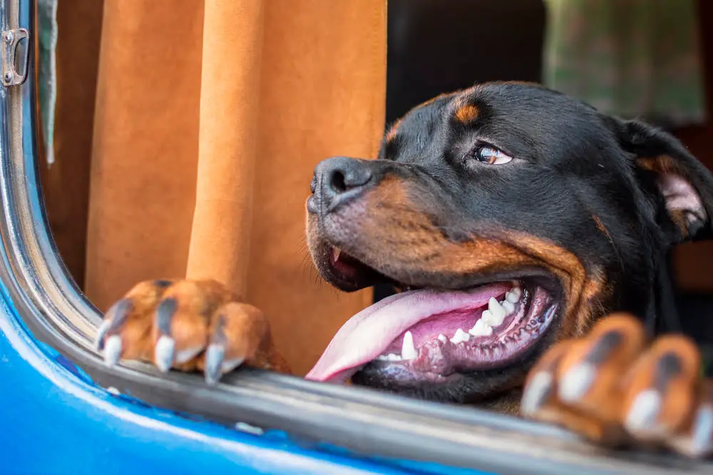 Rottweilers in window