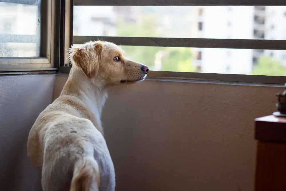 alert dog in window