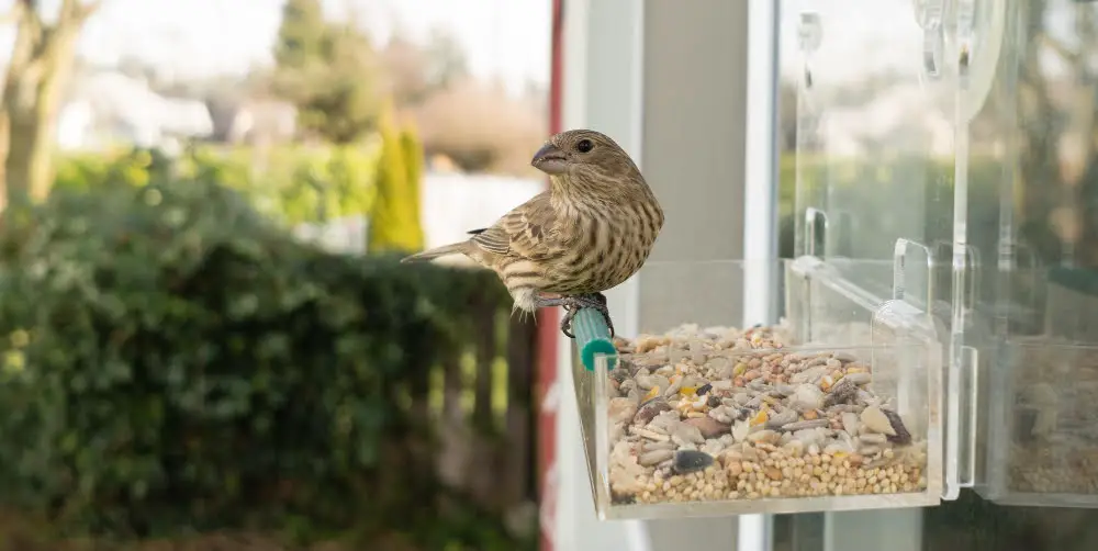 bird feeders seen in window