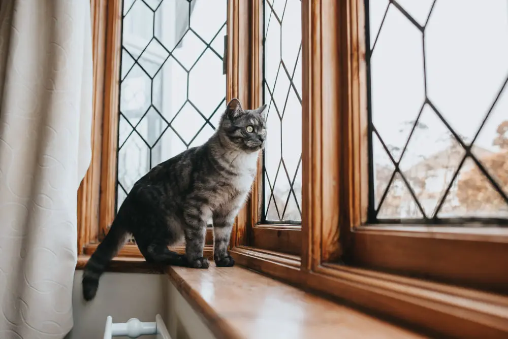 cat in high window