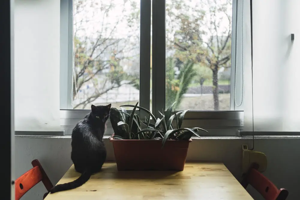 cat in window watching area