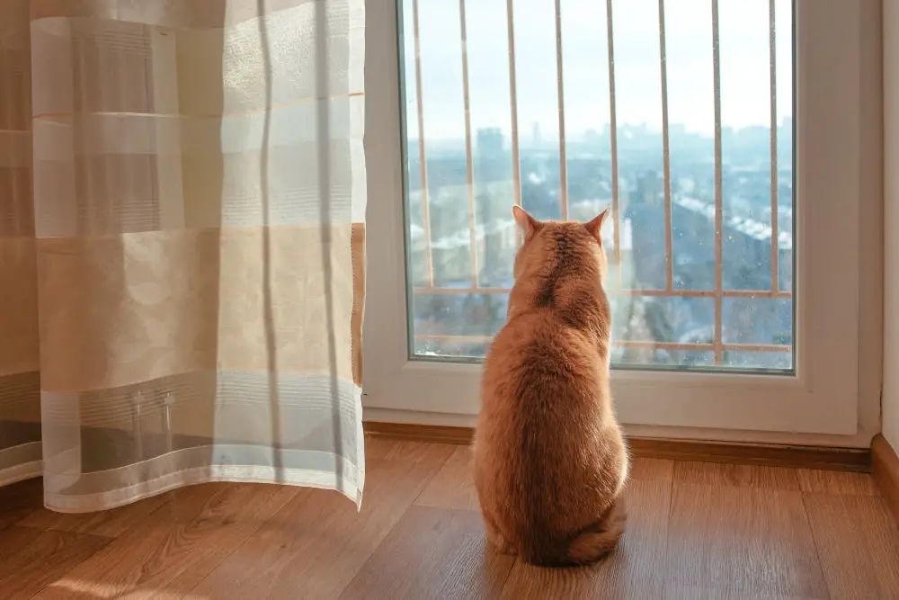 cat in window watching area