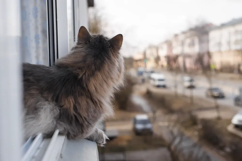 cat in window watching people