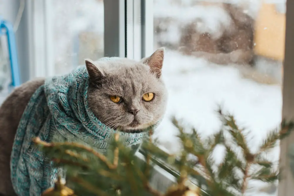 cat in window watching snow