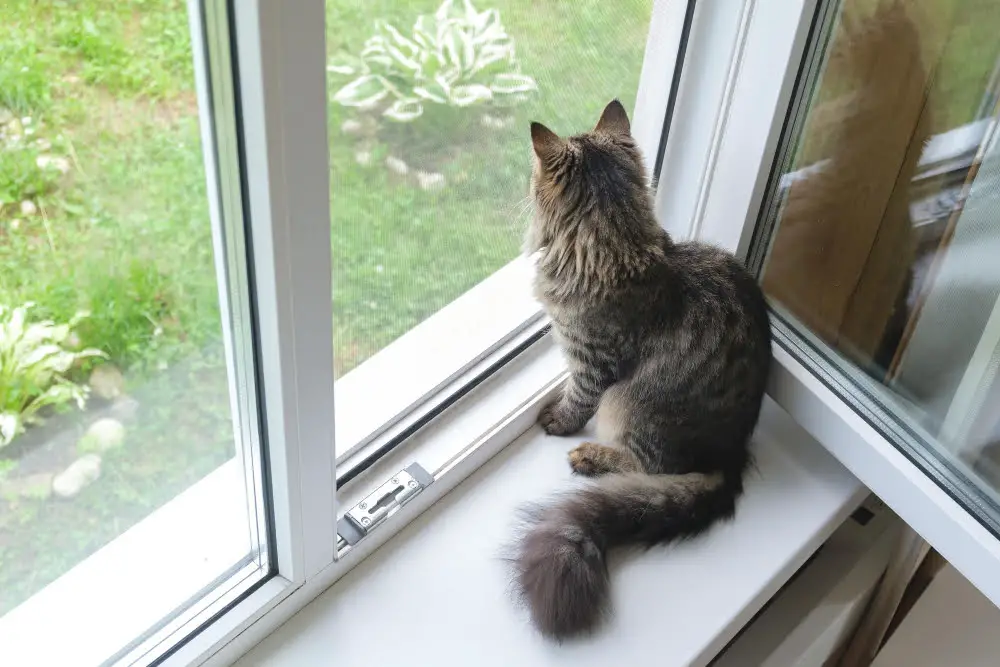 cat in windowsill hunting