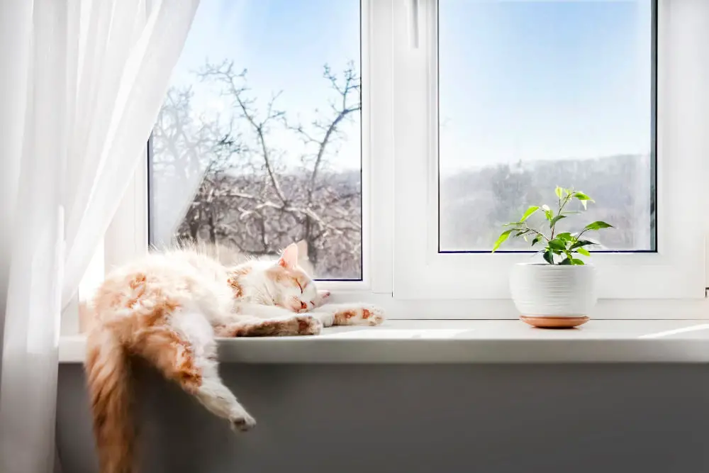 cat in windowsill sleeping