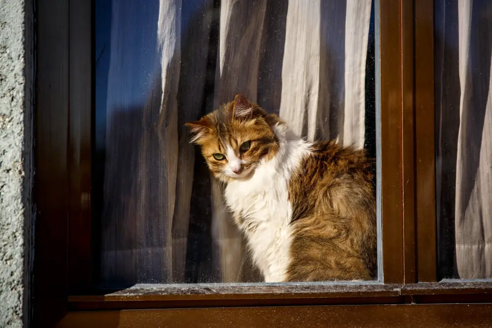 cat in windowsill watching people