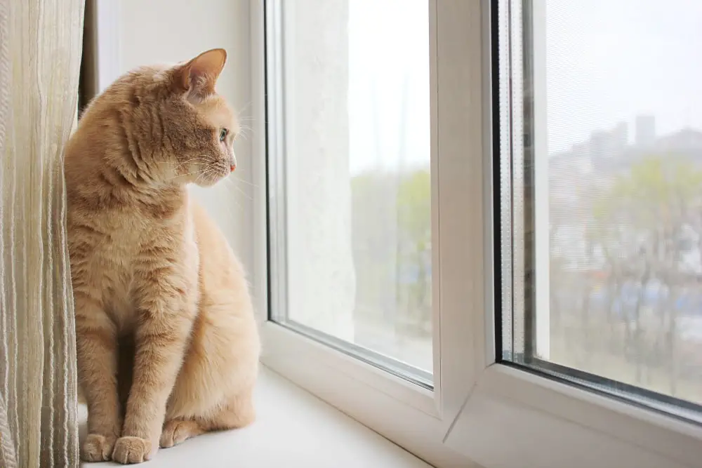 cat in windowsill