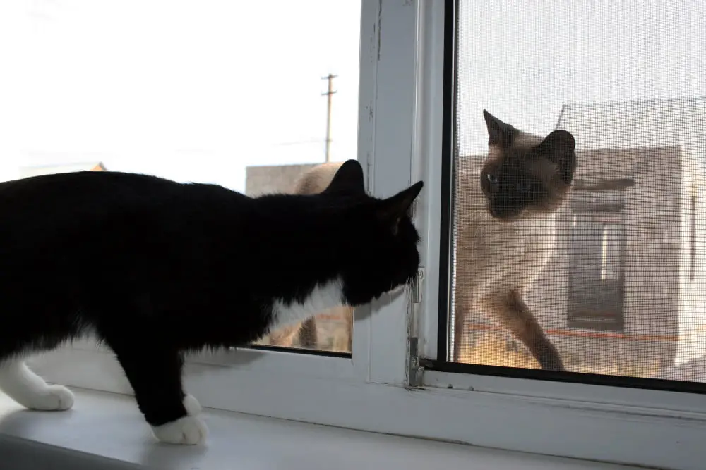 cat watching animal outside window