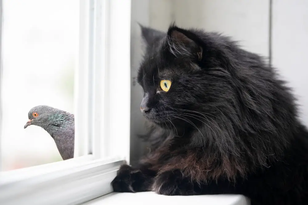 cat watching bird on window