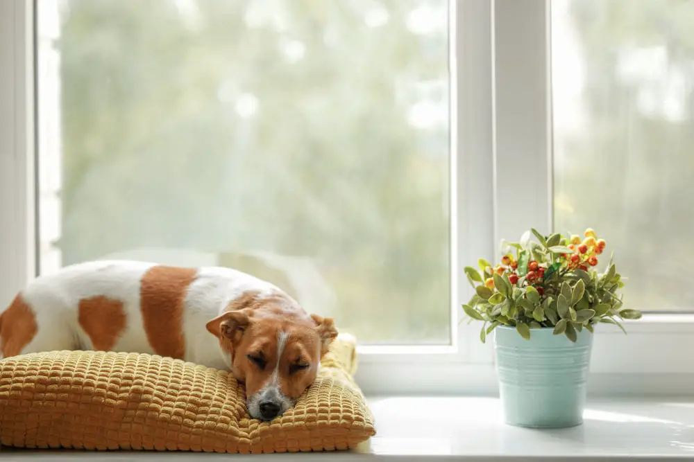 dog in window sleeping