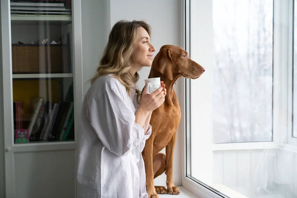 dog in windowsill