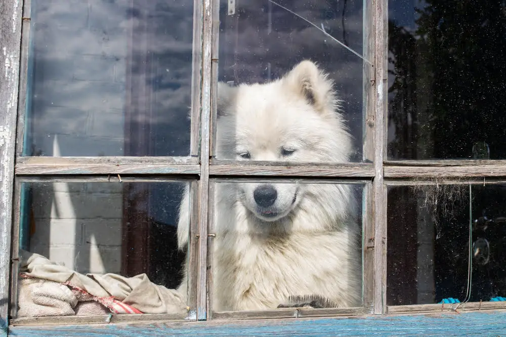 dog scratching window