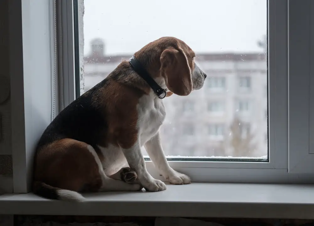 dog waiting for owner in window