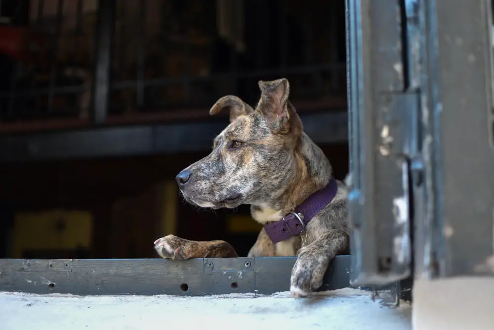 guard dog in window