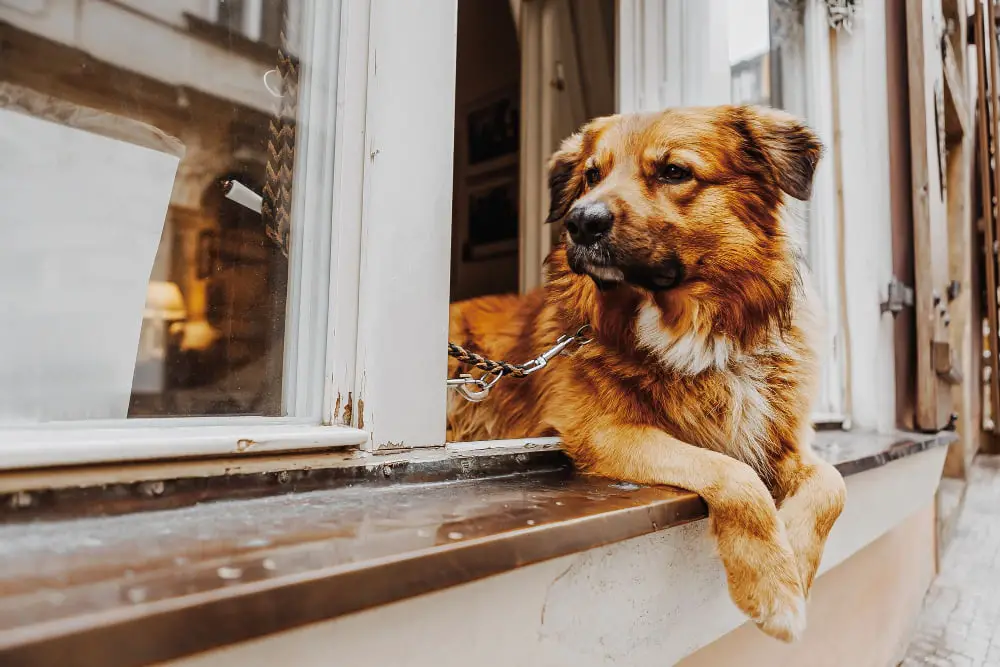 happy dog in home window