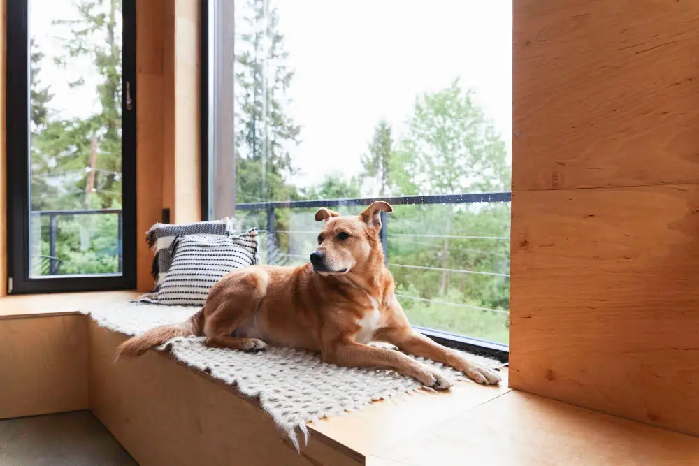 happy dog in home windowsill