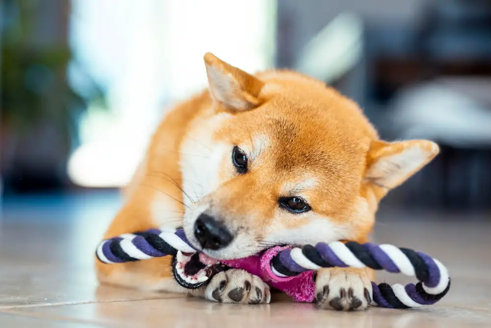 indoor dog playing 