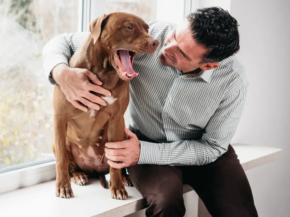 indoor dog training