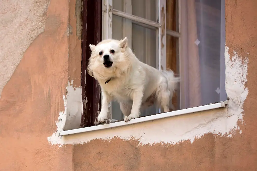 loud dog in window