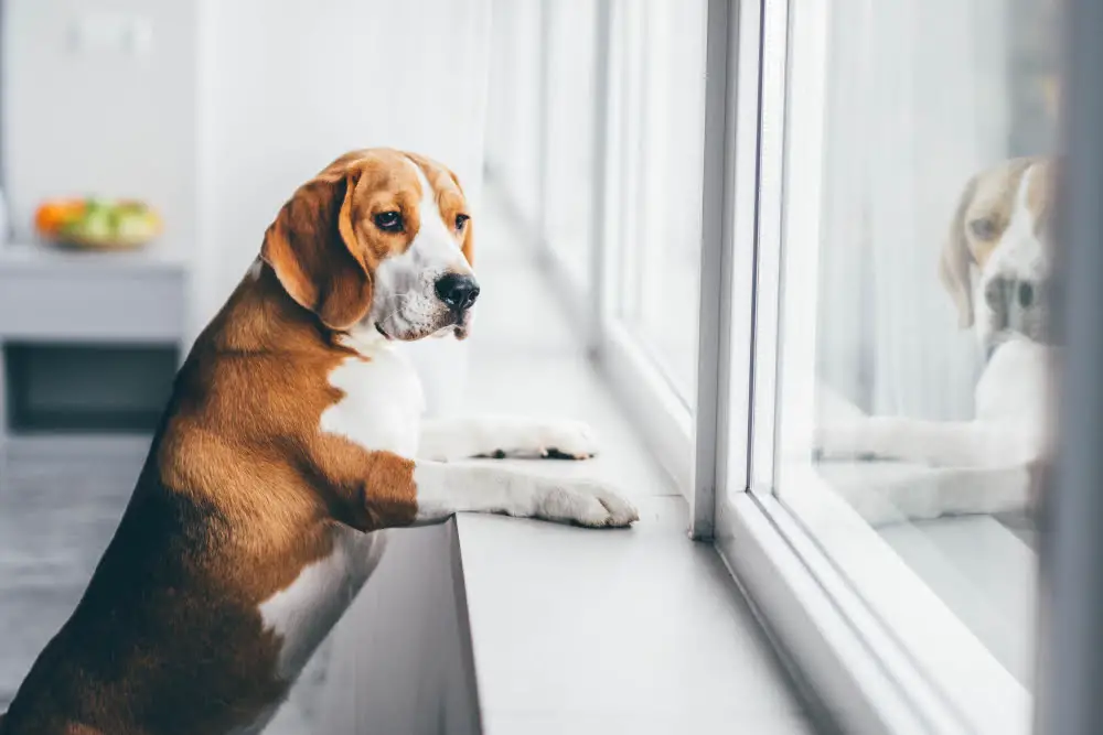 sad dog waiting for owner in window