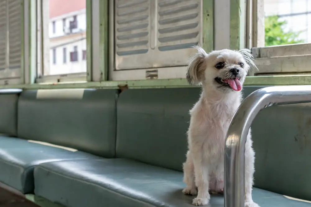 shih tzu in window