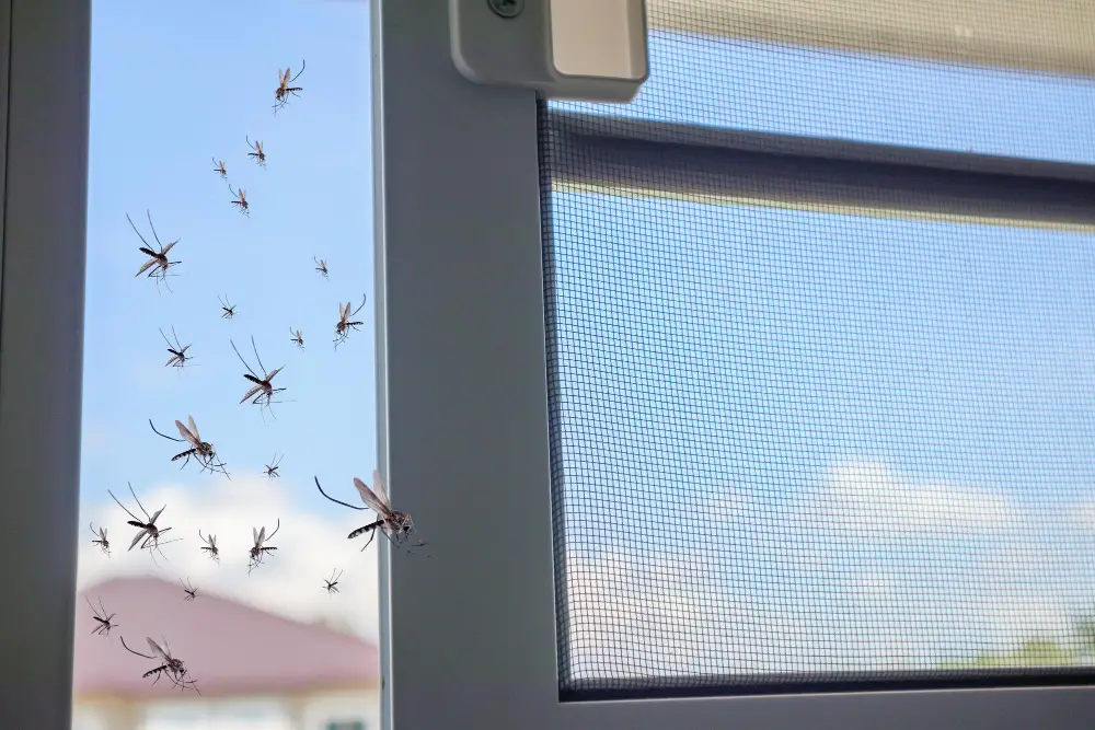Insect-Proof Windows