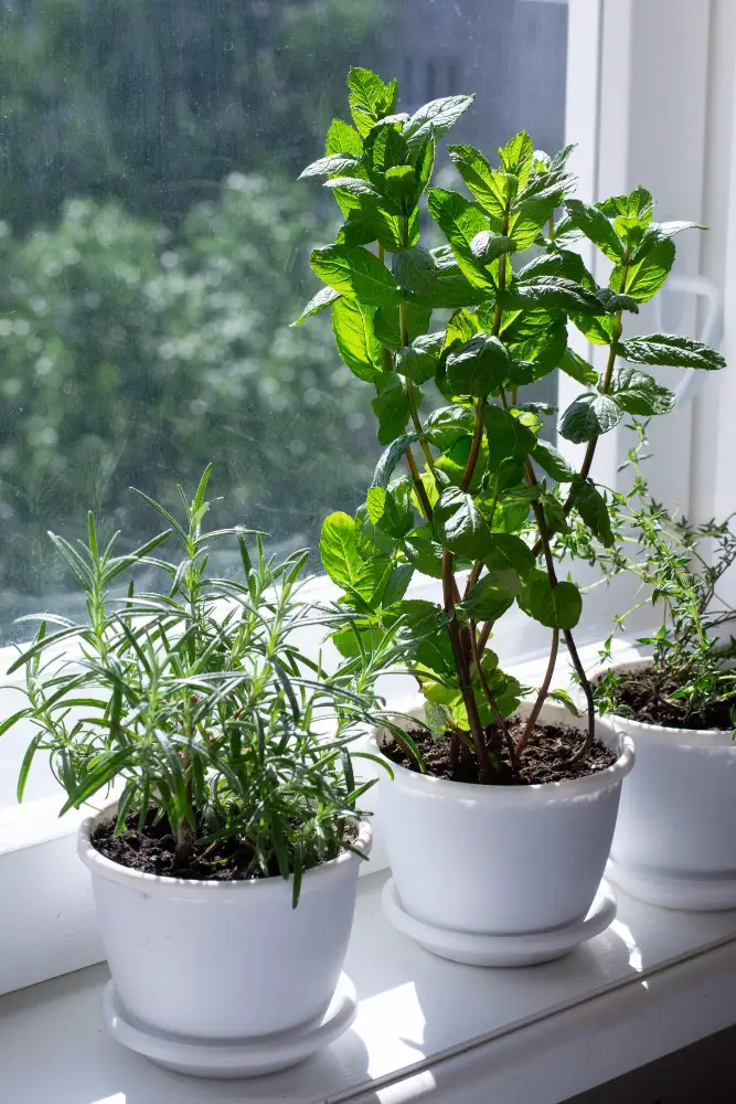Mint herb plant in window