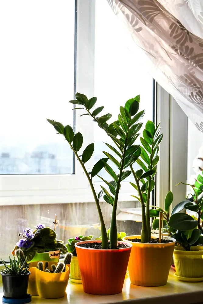 Indoor Plants for Windows