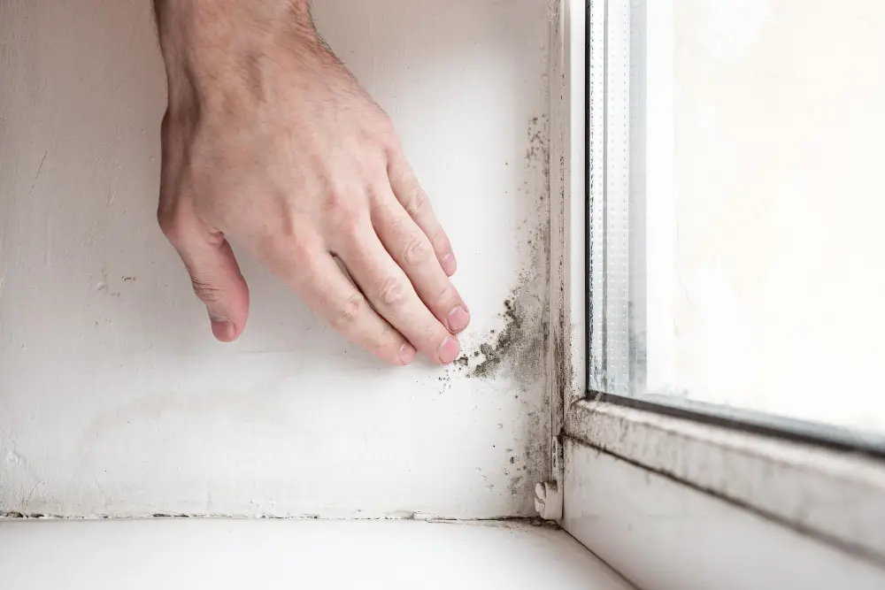 Signs of Mold On Window Sills