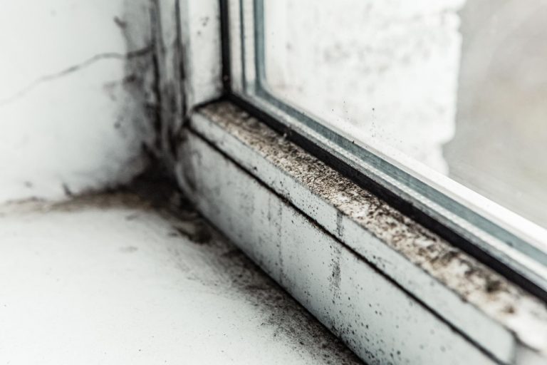 Can Mold On Window Sills Make You Sick? Causes, Symptoms & Prevention Tips