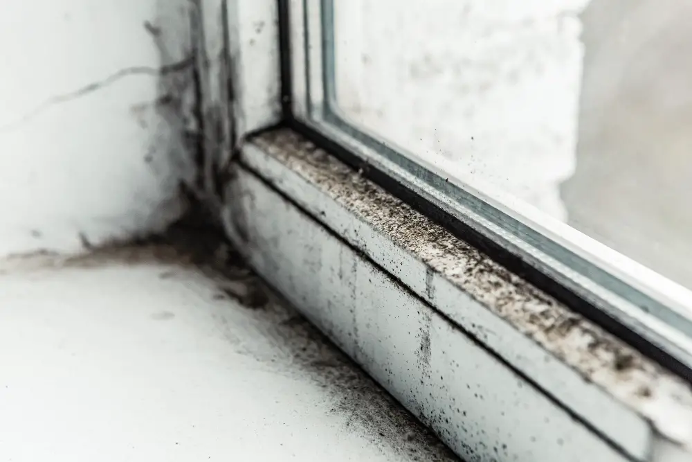 How To Prevent Mold Growth on Window Sills