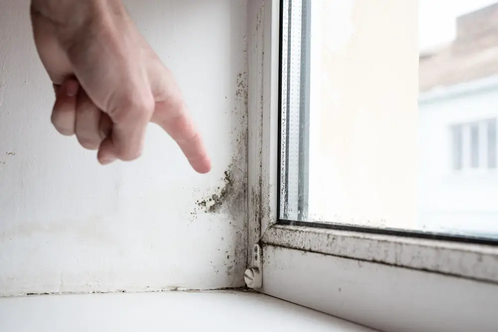 window sill molds inspection