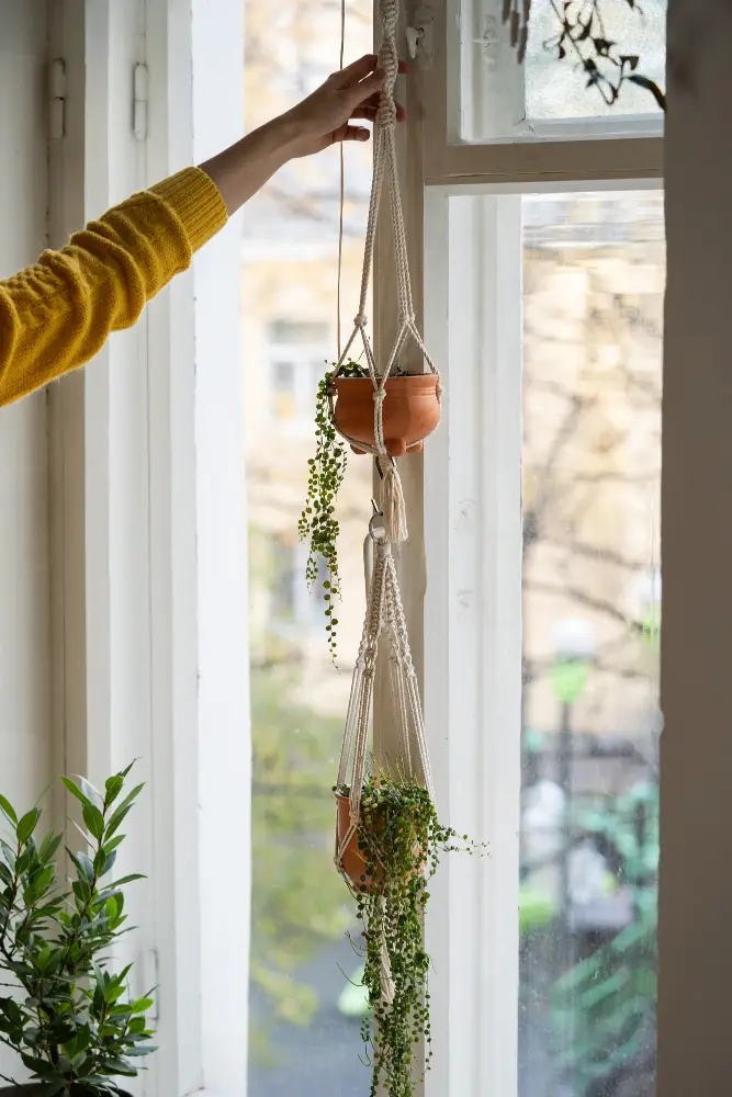 Window Hanging Plants