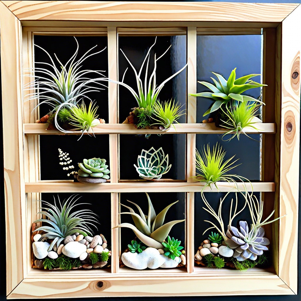 air plant terrarium